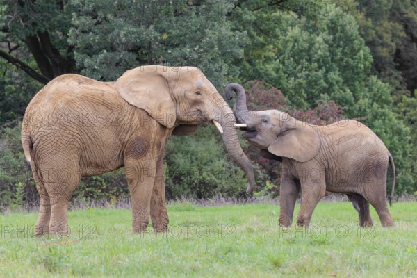 An adult female African elephant (Loxodonta africana) wrestles with her male calf on a meadow at the edge of a forest. Captive