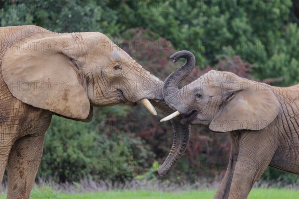An adult female African elephant (Loxodonta africana) wrestles with her male calf on a meadow at the edge of a forest. Captive
