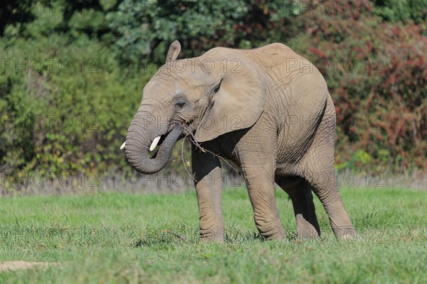 An elephant cow (Loxodonta africana) eats the bark off a branch. A forest can be seen in the background.. Captive