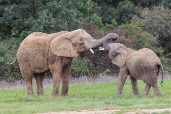An adult female African elephant (Loxodonta africana) wrestles with her male calf on a meadow at the edge of a forest. Captive