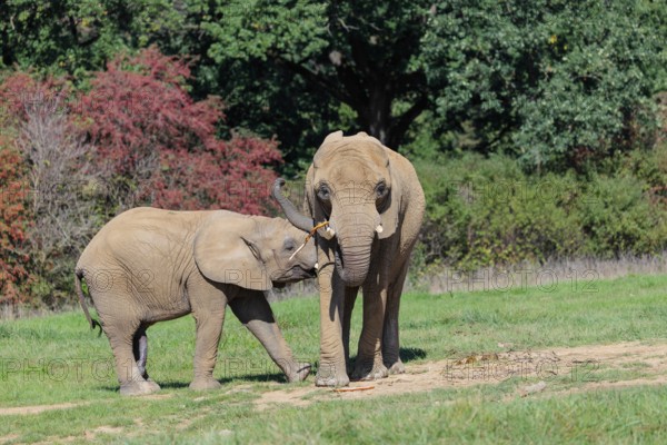 An elephant cow (Loxodonta africana) eating the bark off a branch. Her calf tries to suckle. A forest can be seen in the background. Captive
