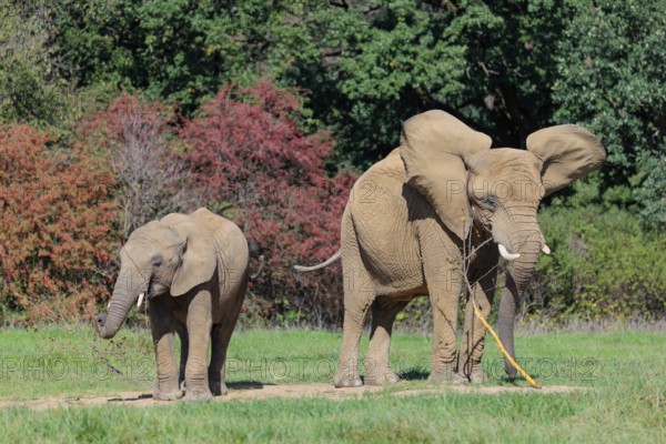 An elephant cow (Loxodonta africana) and her calf eating the bark off a branch. A forest can be seen in the background.. Captive