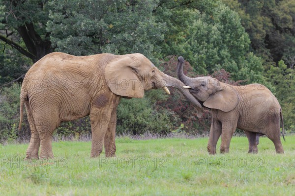 An adult female African elephant (Loxodonta africana) wrestles with her male calf on a meadow at the edge of a forest. Captive