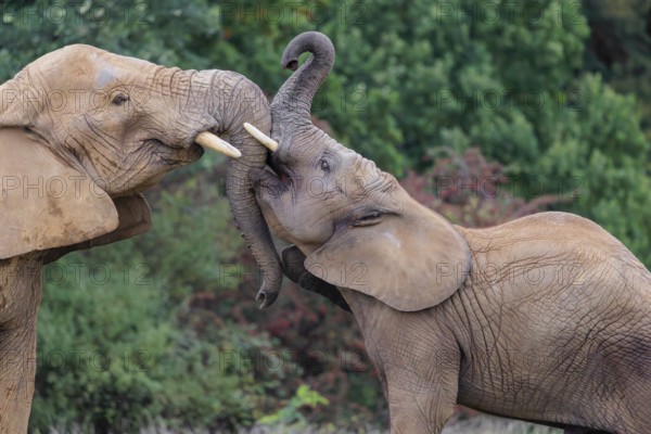 An adult female African elephant (Loxodonta africana) wrestles with her male calf on a meadow at the edge of a forest. Captive