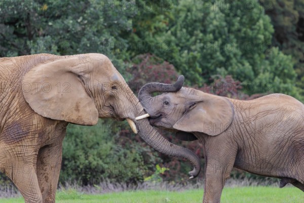 An adult female African elephant (Loxodonta africana) wrestles with her male calf on a meadow at the edge of a forest. Captive