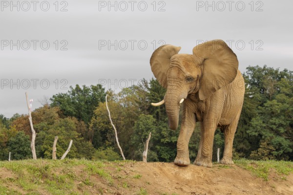 An elephant cow (Loxodonta africana) stands on a hill and throws dust at herself.. Captive