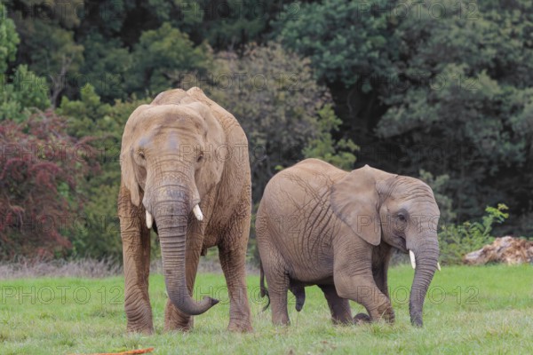 An adult female African elephant (Loxodonta africana) wrestles with her male calf until it falls in the meadow at the edge of the forest. Captive