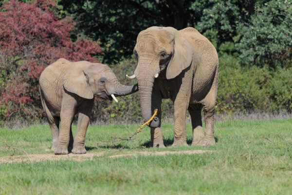 An elephant cow (Loxodonta africana) and her calf eating the bark off a branch. A forest can be seen in the background.. Captive