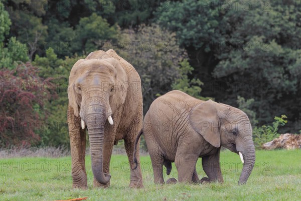 An adult female African elephant (Loxodonta africana) wrestles with her male calf until it falls in the meadow at the edge of the forest. Captive