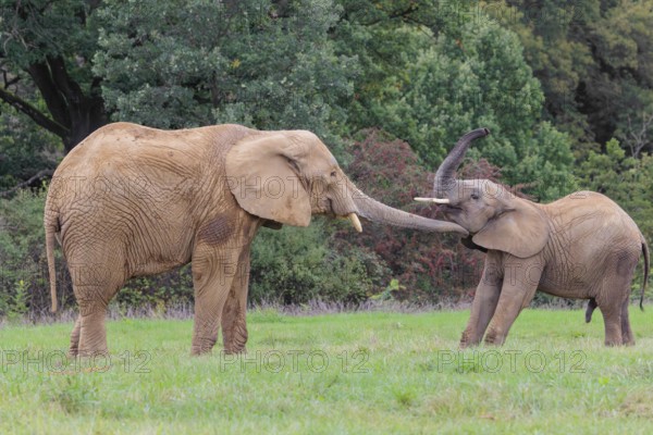 An adult female African elephant (Loxodonta africana) wrestles with her male calf on a meadow at the edge of a forest. Captive