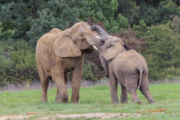An adult female African elephant (Loxodonta africana) wrestles with her male calf on a meadow at the edge of a forest. Captive