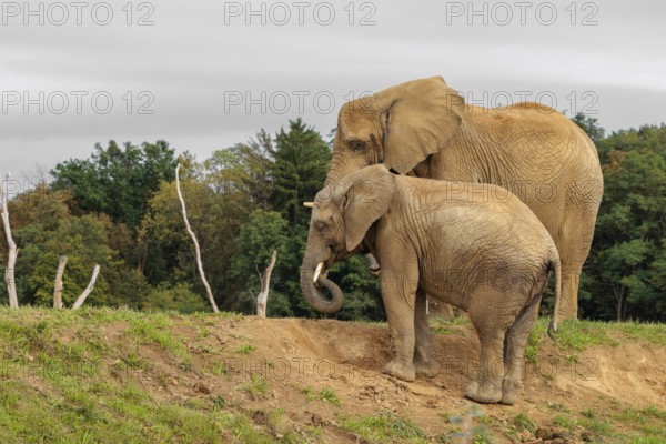 A male elephant calf (Loxodonta africana) digs for minerals with its trunk. Its mother stands nearby.. Captive