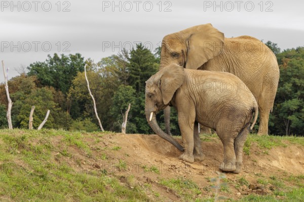 A male elephant calf (Loxodonta africana) digs for minerals with its trunk. Its mother stands nearby.. Captive