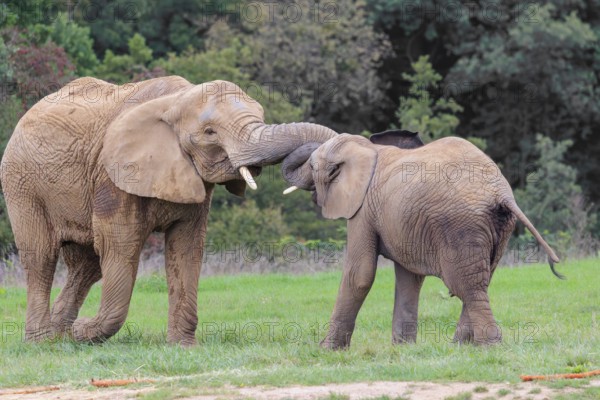 An adult female African elephant (Loxodonta africana) wrestles with her male calf on a meadow at the edge of a forest. Captive