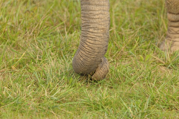 A female elephant (Loxodonta africana) plucks grass with her trunk. Close-up of the trunk.. Captive