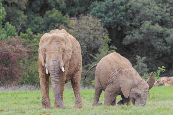 An adult female African elephant (Loxodonta africana) wrestles with her male calf until it falls in the meadow at the edge of the forest. Captive
