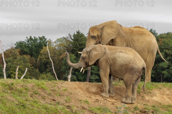 A male elephant calf (Loxodonta africana) digs for minerals with its trunk. Its mother stands nearby.. Captive