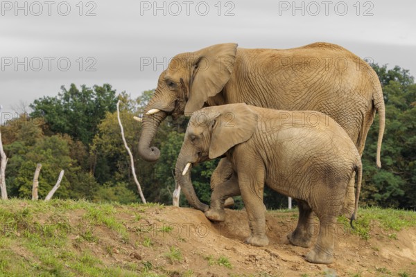 A male elephant calf (Loxodonta africana) digs for minerals with its trunk. Its mother stands nearby.. Captive