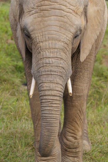 Frontal portrait of a female elephant (Loxodonta africana). Captive
