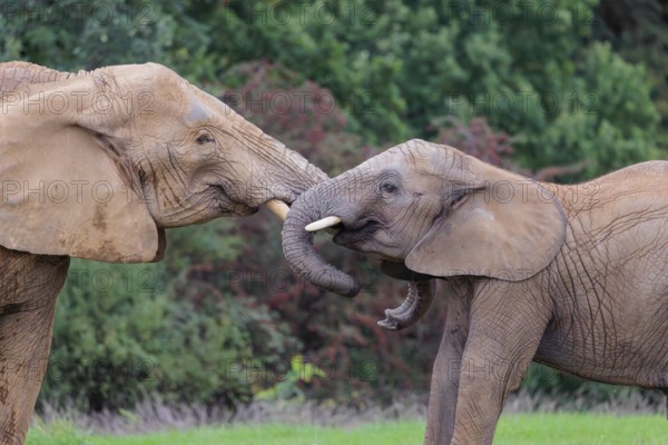 An adult female African elephant (Loxodonta africana) wrestles with her male calf on a meadow at the edge of a forest. Captive