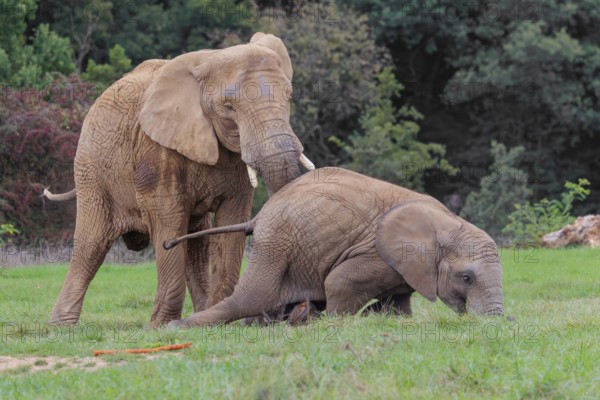 An adult female African elephant (Loxodonta africana) wrestles with her male calf until it falls in the meadow at the edge of the forest. Captive