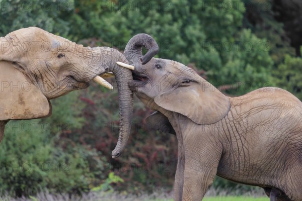 An adult female African elephant (Loxodonta africana) wrestles with her male calf on a meadow at the edge of a forest. Captive