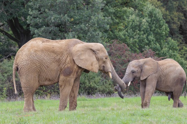 An adult female African elephant (Loxodonta africana) wrestles with her male calf on a meadow at the edge of a forest. Captive