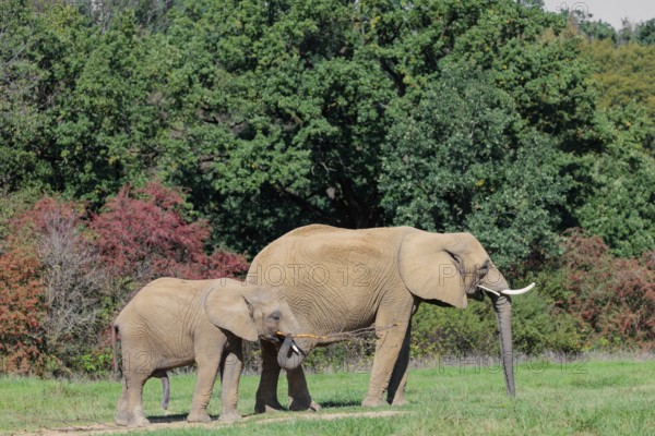 An elephant cow (Loxodonta africana) and her calf eating the bark off a branch. A forest can be seen in the background.. Captive