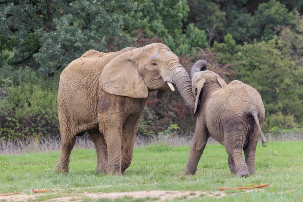 An adult female African elephant (Loxodonta africana) wrestles with her male calf on a meadow at the edge of a forest. Captive
