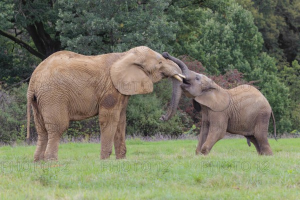 An adult female African elephant (Loxodonta africana) wrestles with her male calf on a meadow at the edge of a forest. Captive