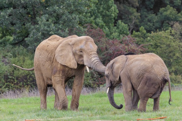 An adult female African elephant (Loxodonta africana) wrestles with her male calf on a meadow at the edge of a forest. Captive