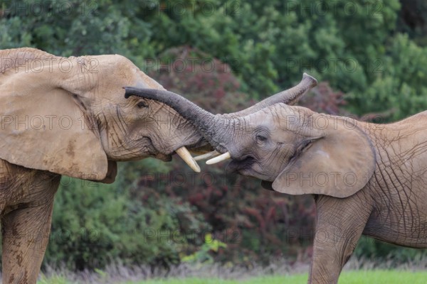 An adult female African elephant (Loxodonta africana) wrestles with her male calf on a meadow at the edge of a forest. Captive