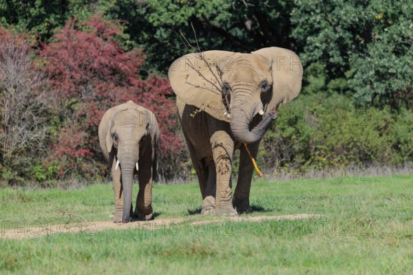 An elephant cow (Loxodonta africana) and her calf eating the bark off a branch. A forest can be seen in the background.. Captive