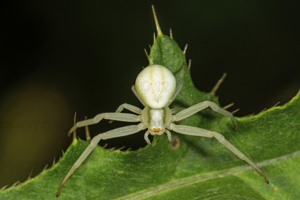 Goldenrod crab spider (Misumena vatia) sitting in wait on a thistle leaf, Baden-Württemberg, Germany