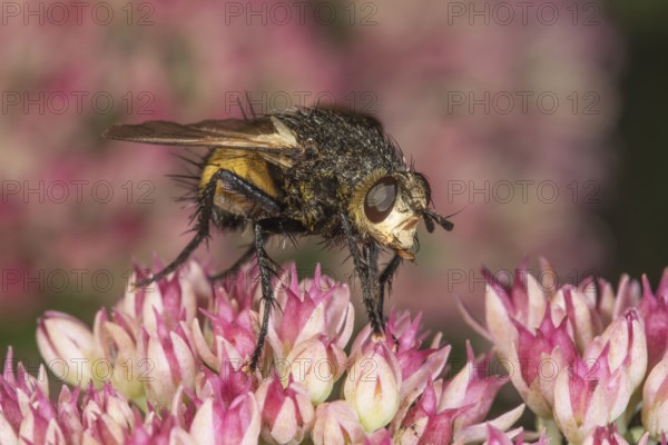 Black-legged bristle fly (Nowickia ferox) on a flower of stonecrop (Sedum telephium), Baden-Württemberg, Germany