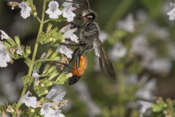 Grasshopper sand wasp (Sphex funerarius) with orange body on stonecrop (Calamintha nepeta), Baden-Württemberg, Germany