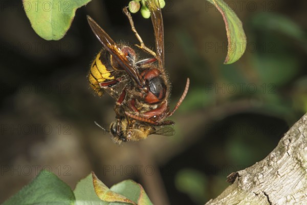 Hornet (Vespa crabro) and bee in a fight on a branch, Baden-Württemberg, Germany