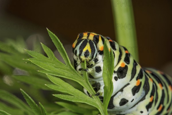 Swallowtail (Papilio machaon), caterpillar feeding on leaves of garden carrot (Daucus carota), Baden-Württemberg, Germany