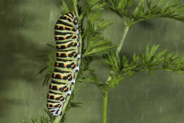 Caterpillar of the swallowtail (Papilio machaon) on garden carrot (Daucus carota), Baden-Württemberg, Germany