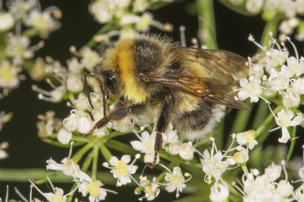 Brown-banded carder bee (Bombus muscorum) searching for nectar on white flowers of meadow hogweed (Heracleum sphondylium), Baden-Württemberg, Germany