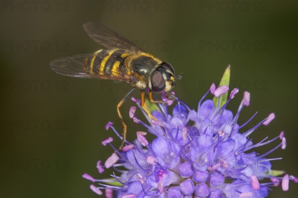 Hoverfly (Syrphidae sp.) sucking nectar from flower of meadow knapweed (Centaurea jacea), Baden-Württemberg, Germany
