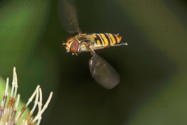 Winter hoverfly (Episyrphus balteatus) in flight in front of blurred background and cabbage thistle, Baden-Württemberg, Germany