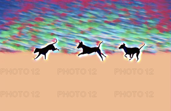 Doberman running fast and jumping in winter, Poller Wiesen, Rhine riverbanks, Cologne, North Rhine-Westphalia, Germany, Europe, digitally edited