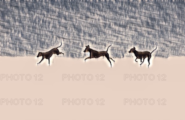 Doberman running fast and jumping in winter, Poller Wiesen, Rhine riverbanks, Cologne, North Rhine-Westphalia, Germany, Europe, digitally edited