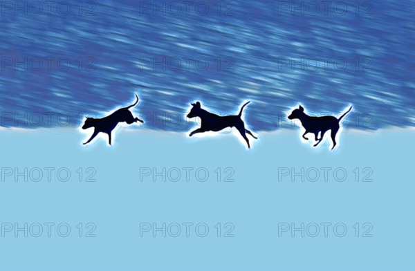 Doberman running fast and jumping in winter, Poller Wiesen, Rhine riverbanks, Cologne, North Rhine-Westphalia, Germany, Europe, digitally edited