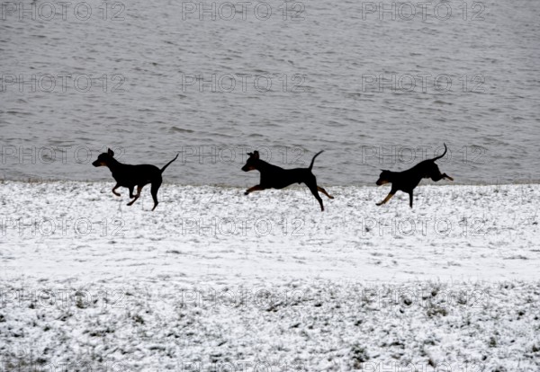 Doberman running fast and jumping in winter, Poller Wiesen, Rhine riverbanks, Cologne, North Rhine-Westphalia, Germany