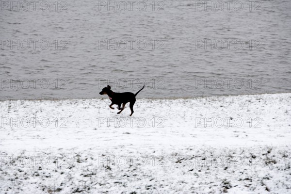 Doberman running fast and jumping in winter, Poller Wiesen, Rhine riverbanks, Cologne, North Rhine-Westphalia, Germany
