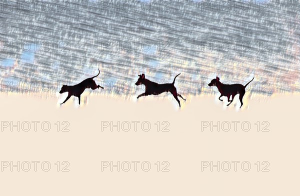 Doberman running fast and jumping in winter, Poller Wiesen, Rhine riverbanks, Cologne, North Rhine-Westphalia, Germany, Europe, digitally edited
