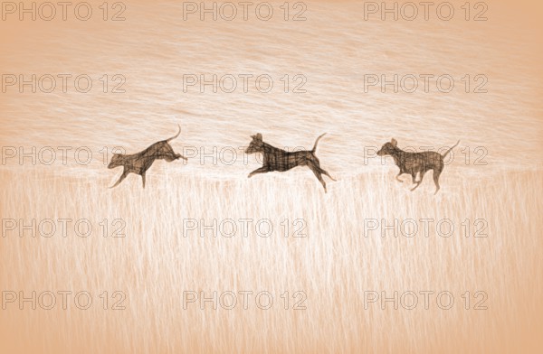 Doberman running fast and jumping in winter, Poller Wiesen, Rhine riverbanks, Cologne, North Rhine-Westphalia, Germany, Europe, digitally edited