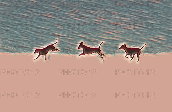 Doberman running fast and jumping in winter, Poller Wiesen, Rhine riverbanks, Cologne, North Rhine-Westphalia, Germany, Europe, digitally edited